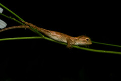 Calotes versicolor
