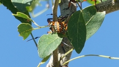 Pachylis nervosus
