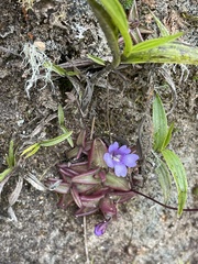Pinguicula calyptrata
