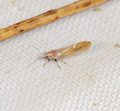 Psyllidae