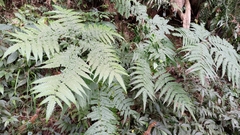 Pteris wallichiana