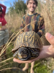 Terrapene carolina bauri