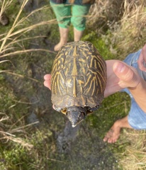 Terrapene carolina bauri