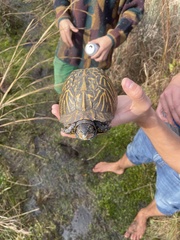 Terrapene carolina bauri