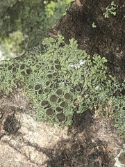Hyperphyscia syncolla