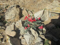 Astragalus coccineus