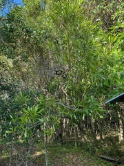 Pouteria salicifolia