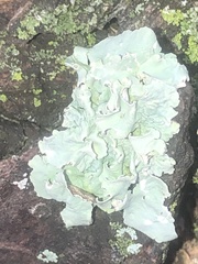 Flavoparmelia caperata