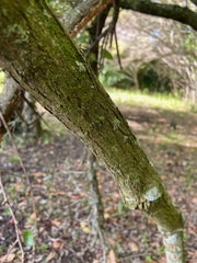 Pouteria salicifolia