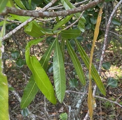 Pouteria salicifolia