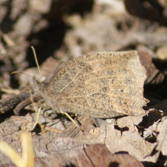 Pindis squamistriga
