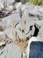 Enneapogon desvauxii