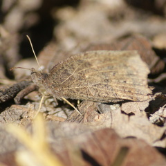 Pindis squamistriga