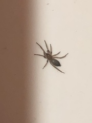 Gnaphosidae
