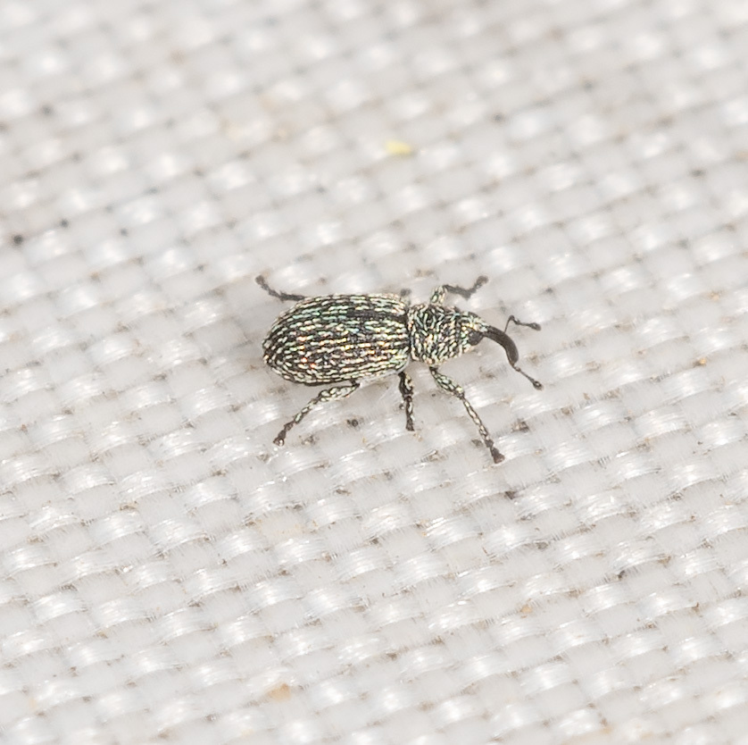Misophrice viridisquama