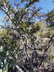 Castela erecta