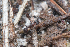 Epopostruma quadrispinosa