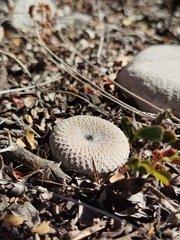 Epithelantha bokei