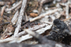 Epopostruma quadrispinosa