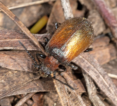 Ecnolagria rufescens