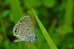 Hemiargus ceraunus