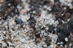 Epopostruma quadrispinosa