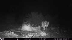 Canis latrans