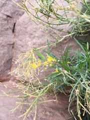 Gutierrezia microcephala