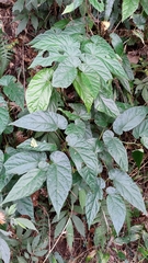 Begonia longifolia
