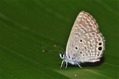 Hemiargus
