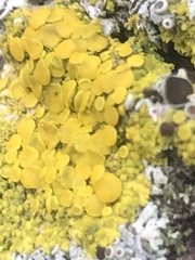 Polycauliona polycarpa
