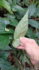 Begonia longifolia