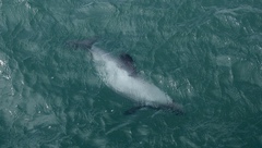 Cephalorhynchus hectori hectori