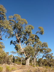 Eucalyptus bridgesiana