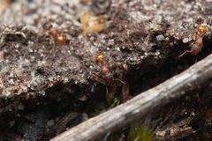Tetramorium fuscipes