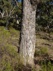 Eucalyptus bridgesiana