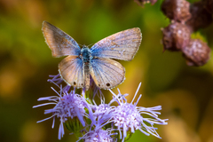 Echinargus isola