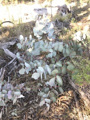 Eucalyptus bridgesiana