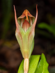 Pterostylis areolata