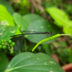 Prodasineura verticalis