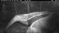 Myrmecophaga tridactyla