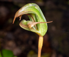 Pterostylis areolata