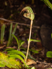Pterostylis areolata