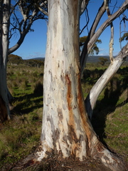 Eucalyptus pauciflora pauciflora