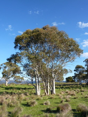 Eucalyptus pauciflora pauciflora