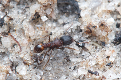 Tetramorium impressum