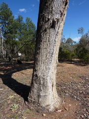 Eucalyptus albens