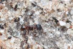 Tetramorium impressum