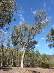 Eucalyptus albens