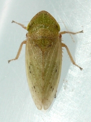 Aphrodes